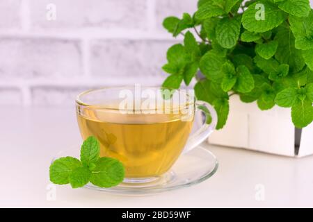 Minztee in transparenter Tasse und frischer Minze. Minztee auf weißem Hintergrund. Speicherplatz kopieren. Stockfoto