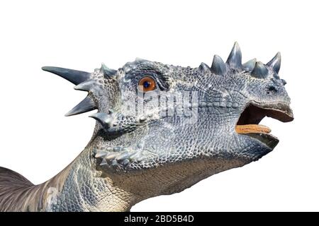 Porträt eines Herbovire Dinosauriers namens Stygimoloch auf weißem Hintergrund. Kampf, Tier mit gepanzertem Kopf. Stockfoto
