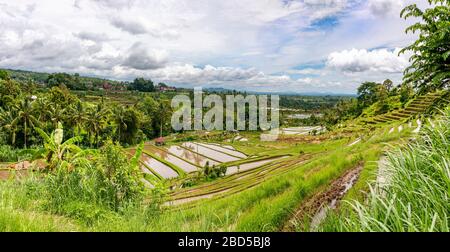 Horizontaler Panoramablick auf die Reisterrassen in Bali, Indonesien. Stockfoto