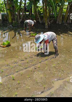 dh Einheimische Balinesen BALI INDONESIEN Pflanzen Reis in Reisfeldern Feld asien Frau indonesisch Südosten asiatische Farmarbeiter Arbeiter Felder Person Arbeiter Stockfoto