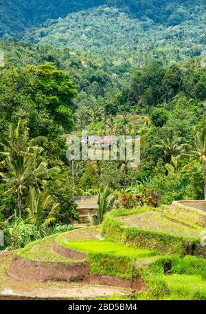 Vertikaler Blick auf die Jatiluwih-Reisterrassen in Bali, Indonesien. Stockfoto