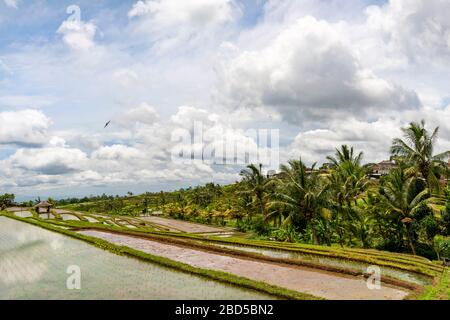 Horizontaler Panoramablick auf die Reisterrassen in Bali, Indonesien. Stockfoto