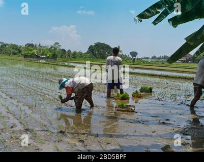 dh Menschen Pflanzen Reis asien BALI INDONESIEN Balinesen im Reisfeld Feldarbeiter Felder Pflanzen Landwirtschaft Arbeiter Feldarbeiter Landwirtschaft ländliche Frau Freistellen Stockfoto