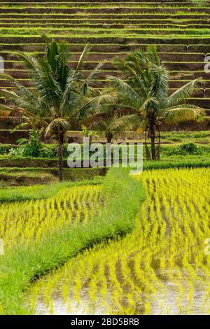 Vertikaler Blick auf die Jatiluwih-Reisterrassen in Bali, Indonesien. Stockfoto