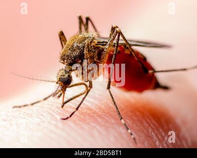 Gefährliches Zika Infiziertes Mückengebiss. Leishmaniasis, Enzephalitis, Gelbfieber, Dengue, Malaria-Krankheit, Mayaro oder Zika-Virus infektiöses Culex Stockfoto