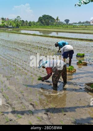 dh Lokale balinesische Arbeiter Menschen BALI INDONESIEN Pflanzen Reis in paddy Feldarbeiter Landwirtschaft Felder Paddies indonesische Frau südost asien Frauen Stockfoto