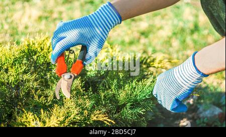Man schneiden thuja Hecke mit Gartenschere Stockfotografie - Alamy