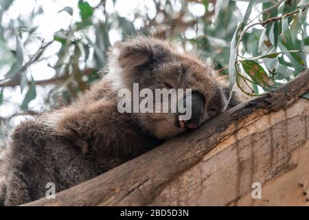 Nahaufnahme von Koala schlafend im Baum, mit Schwerpunkt auf Augen und Ohren in der Sonnenlicht-Hintergrundbeleuchtung Stockfoto