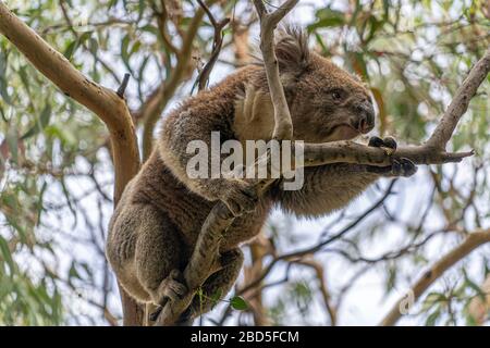 Nahaufnahme von Koala, die sich in Bäumen entlang der Great Ocean Road Victoria Australia bewegt Stockfoto