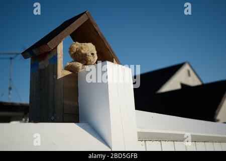 St. Heliers, Auckland/Neuseeland - April 04 2020: Kleiner Teddybär in einem winzigen Holzhaus, der im Rahmen der neuseeländischen Bärenjagd über einen Zaun blickt Stockfoto