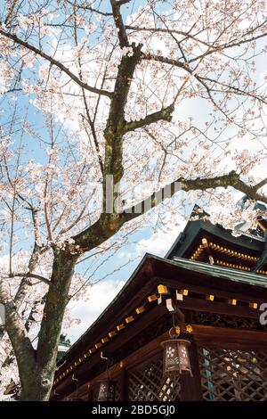 Osaka Tenmangu-Schrein mit Kirschblüten in Osaka, Japan Stockfoto