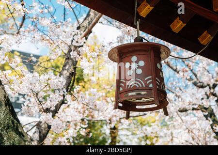 Alte Laterne mit Kirschblüten im Osaka Tenmangu-Schrein in Osaka, Japan Stockfoto