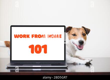 So arbeiten Sie von zu Hause aus mit einem niedlichen Hund und einem modernen Computer auf dem Schreibtisch Stockfoto