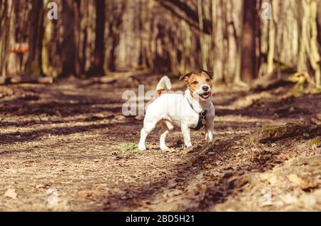 Hund im leeren Frühlingspark allein an der Leine am sonnigen Tag spazieren gehen Stockfoto