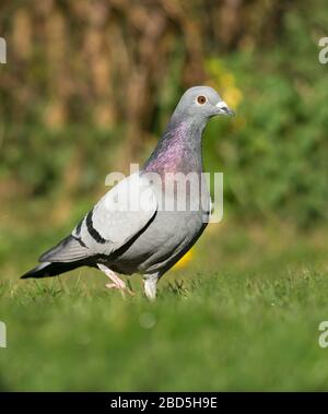 Eine Feral Pigeon oder Rock Dove (columba-livia) in einem Warwickshire Garten Stockfoto