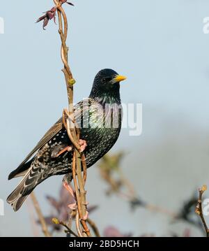 Ein erwachsener Starling (Sturnus vulgaris) thront gegen einen blauen Himmel, Warwickshire Stockfoto