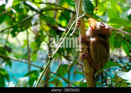 tarsier-Affe im Regenwald von bohol auf den Philippinen Stockfoto