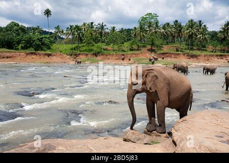 Elefanten im Maha Oya Fluss, Pinnawela Elefantenwaisenhaus, Sri Lanka. Dschungel und stürmischer Himmel Hintergrund. Stockfoto