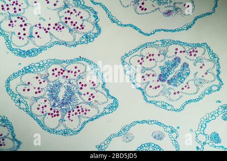 Tansy-Infloreszenzen im Querschnitt 100x Stockfoto