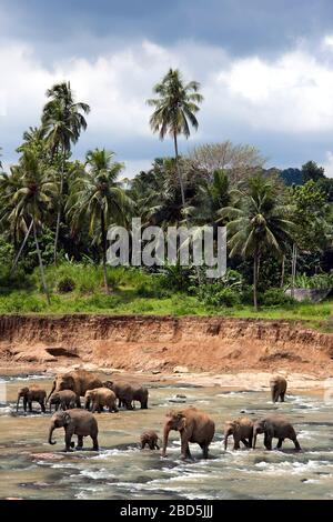 Elefanten im Maha Oya Fluss, Pinnawela Elefantenwaisenhaus, Sri Lanka. Dschungel und stürmischer Himmel Hintergrund. Stockfoto