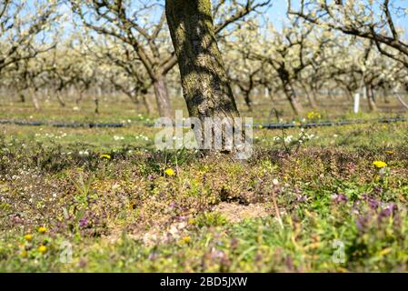 Obstgarten im Frühjahr Stockfoto