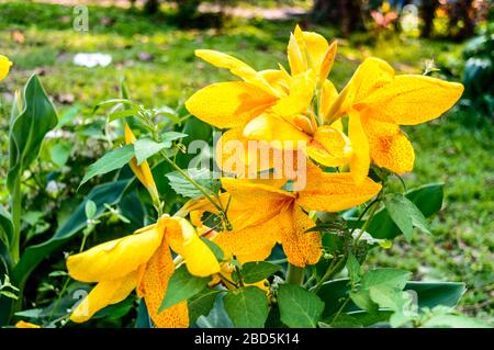 Milde gelbe Farbe Calla Lilie Arum-lie, gehebselte mehrjährige Gänseblümchen im Sommer in voller Blüte. Duftende zitronengelbe Blumen an den Enden o Stockfoto