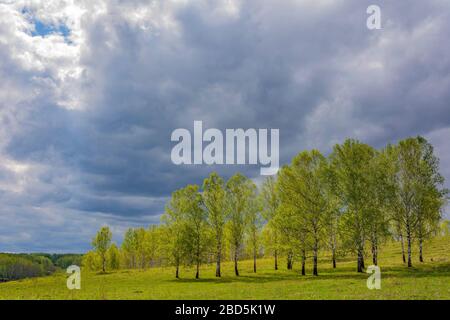 Birkenhain im jungen Grün, vor dem ersten Frühlings-Gewitter Stockfoto