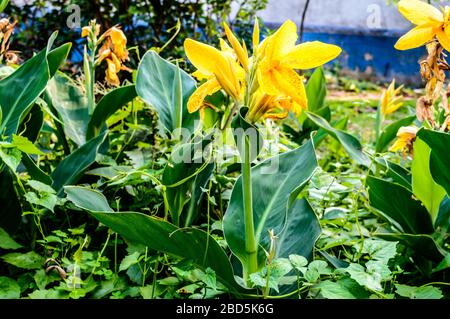 Milde gelbe Farbe Calla Lilie Arum-lie, gehebselte mehrjährige Gänseblümchen im Sommer in voller Blüte. Duftende zitronengelbe Blumen an den Enden o Stockfoto