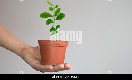 Die Hand einer Frau hält einen Topf mit einem jungen Zitronenbaum Sämling. Negativer Raum. Platz für Text kopieren. Stockfoto