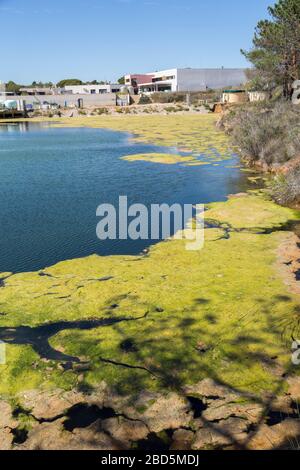 Grüne Schleimalgen auf Wasser, wahrscheinlich durch Phosphatverschmutzung, Quinta de Marim, Naturpark Ria Formosa, Algarve, Portugal Stockfoto