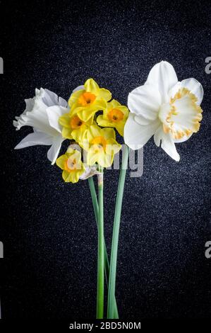Nahaufnahme verschiedener Arten von Narzissen auf schwarzem, strukturiertem Hintergrund. Stockfoto