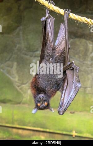 Fruchtfledermaus schlafend auf dem Kopf, Wahlbergs epaulettiert, Epomophorus wahlberg, ist eine Megabat-Pteropodidae in der Familie, die in Süd lebt Stockfoto