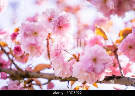 Kirschblüte in voller Blüte, Sakura. Blumen im Detail Stockfoto