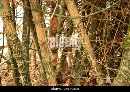 Landschaft aus Bambus im tropischen Herbstwald/Dschungel in Indien Stock-Foto Stockfoto