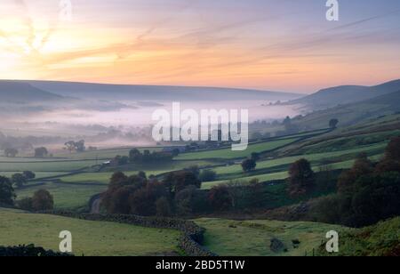 Geringer Nebel in Fardale, Daffodil Valley Stockfoto