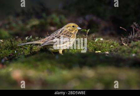 Yellowhammer (Emberiza citrinella), Weibchen füttern auf dem Boden. Stockfoto