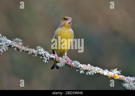 Männliches Greenfinch (Chloris chloris) thront im Frühjahr auf einer Perücke Stockfoto