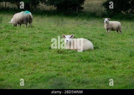 Drei Schafe auf einem Feld in Donegal, Irland
