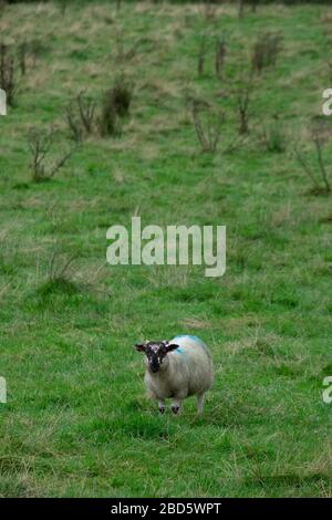 Schafe auf einem Feld in Donegal, Irland;
