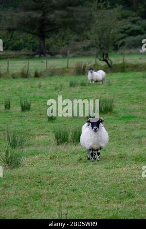 Zwei Schafe auf einem Feld in Donegal; Irland; Stockfoto