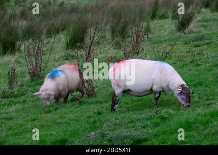 Zwei Schafe mit markanten roten und blauen Markierungen auf einem Feld in Donegal; Irland