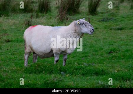 Ein von Röschen umgebenen Schaf auf einem Feld in Donegal; Irland;