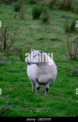 Ein Schaf auf einem Feld in Donegal; Irland;