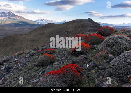 Das Antithrophyllum desideratum blüht in der Berglandschaft in der Nähe des Torres del Paine National Park, Chile Stockfoto