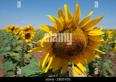 Sonnenblumen, Helianthus sp, Badajoz, Spanien, Europa Stockfoto