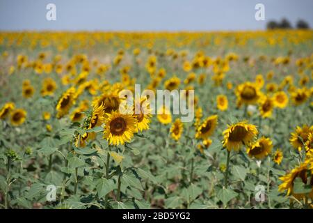 Sonnenblumen, Helianthus sp, Badajoz, Spanien, Europa Stockfoto