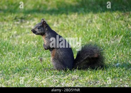 Schwarze und graue Eichhörnchen Stockfoto