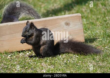 Schwarze und graue Eichhörnchen Stockfoto