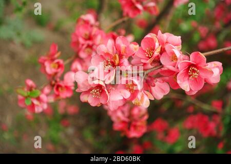 Zarte rosafarbene Blumen japanischer Quitte im Frühjahr an einem Zweig. Der Frühling kommt. Die traditionelle Henomeles-Pflanze blüht im Frühjahr in der Garde Stockfoto