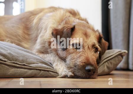 Brauner MIX brütet Hundekaninchen auf Holzboden, Hund schläft liegend auf dem Boden ein Stockfoto